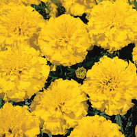 Чорнобривці Літл Хіроу Єллоу (Little Hero Yellow)