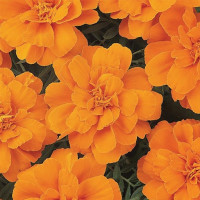 Бархатцы Сафари Танджерин (Safari Tangerine)
