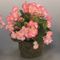 Бегония Спринт Плюс F1 Блаш