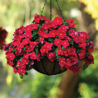 Катарантус Медитерранеан Дарк Ред (Mediterranean XP Dark Red)