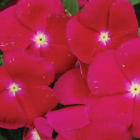 Катарантус Пацифика Распберри (Pacifica XP Raspberry)