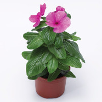 Катарантус СанСторм Дип Лилак (SunStorm Deep Lilac)