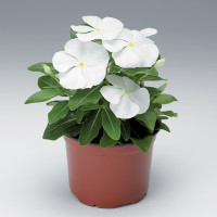 Катарантус СанСторм Пьюр Вайт (SunStorm Pure White)