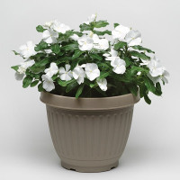 Катарантус Титан F1 Пьюр Вайт (Titan F1 Pure White) 