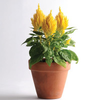 Целозія Фірст Флейм Єллоу Покращений (First Flame Yellow Imp.) 