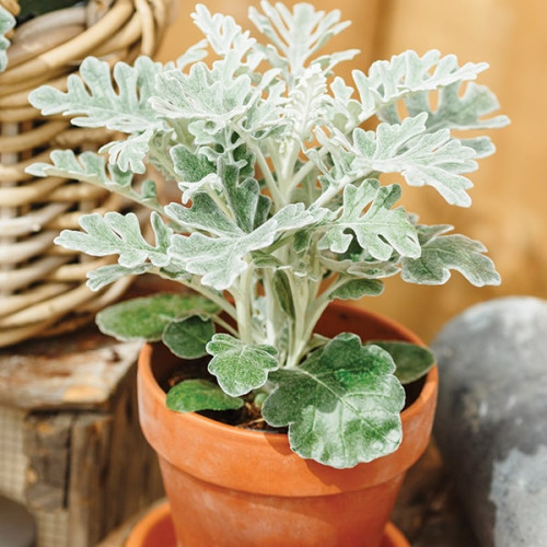 semena-cvetov-cineraria-