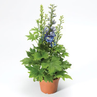 Дельфиниум Делфина Лайт Блю Вайт Би (Delphina Light Blue White Bee)