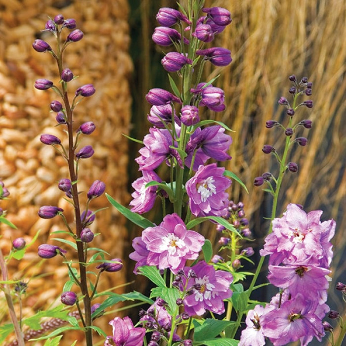 Фото Дельфініум Екскалібур Лілак Роуз Вайт Бі (Excalibur Lilac Rose White Bee), №1