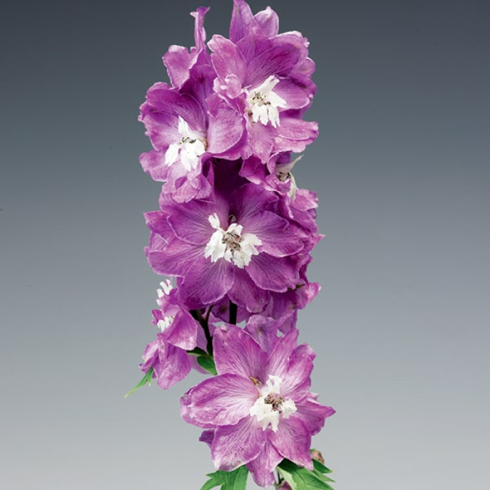 Фото Дельфиниум Экскалибур Лилак Роуз Вайт Би (Excalibur Lilac Rose White Bee)