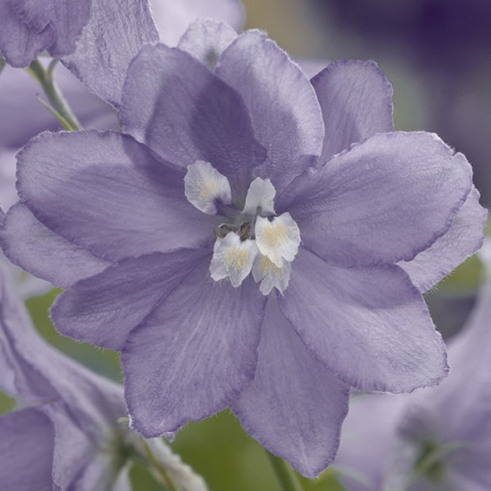 Фото Дельфініум Меджик Фаунтс Лавандер Вайт Бі (Magic Fountains Lavender with White Bee), №1