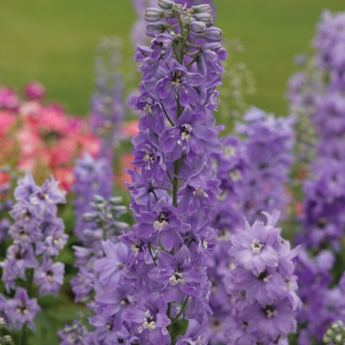Фото Дельфініум Меджик Фаунтс Лавандер Вайт Бі (Magic Fountains Lavender with White Bee)