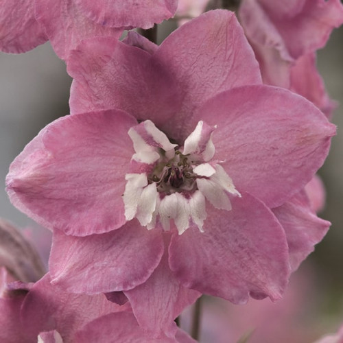 semena-cvetov-delphinium-magic