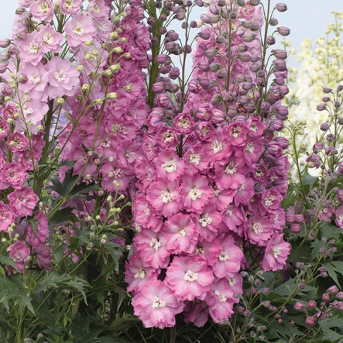 Дельфиниум Меджик Фаунтс Лилак Пинк Вайт Би (Magic Fountains Lilac