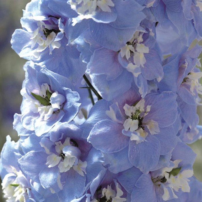 Фото Дельфініум Меджик Фаунтс Скай Блю Вайт Бі (Magic Fountains Sky Blue with White Bee), №2