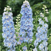 Дельфініум Меджик Фаунтс Скай Блю Вайт Бі (Magic Fountains Sky Blue with White Bee)