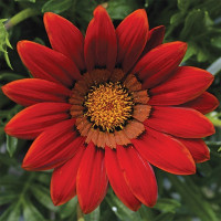 Газанія Біг Кісс F1 Ред (Big Kiss F1 Red)