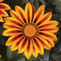 Газания Фрости Кисс F1 Оранж Флейм (Frosty Kiss F1 Orange Flame) 