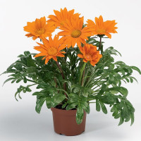 Газанія Газу F1 Клір Оранж (Gazoo F1 Clear Orange)
