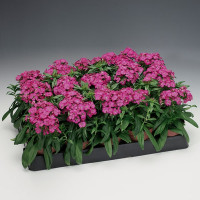 Гвоздика Барбаріні F1 Лілак (Barbarini F1 Lilac)