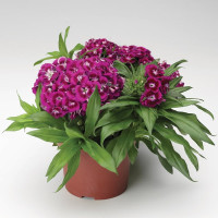 Гвоздика Барбарини F1 Перпл (Barbarini F1 Purple)