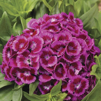 Гвоздика Барбарини F1 Перпл Биколор (Barbarini F1 Purple Bicolor)