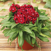 Гвоздика Барбарини F1 Ред (Barbarini F1 Red)