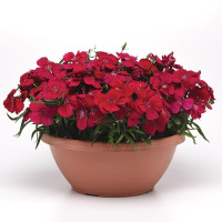 Гвоздика Коронет Черрі Ред (Coronet Cherry Red)