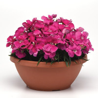 Гвоздика Коронет Роуз (Coronet Rose)