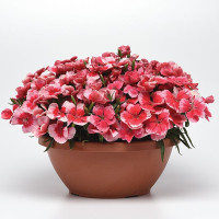 Гвоздика Коронет Стравбери (Coronet Strawberry)