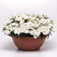Гвоздика Коронет Вайт (Coronet White)