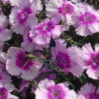 Гвоздика Диана F1 Лавандер Пикотэ (Diana F1 Lavender Picotee)