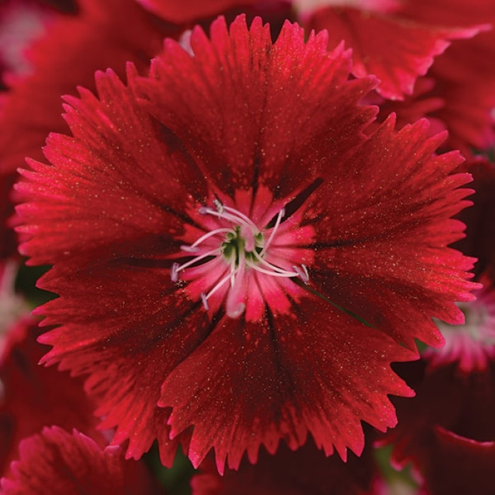 Фото Гвоздика Флорал Лейс F1 Крімсон (Floral Lace F1 Crimson)