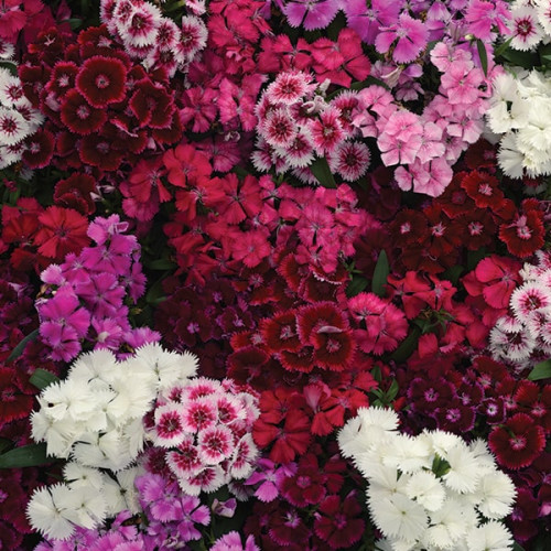 semena-cvetov-gvozdika-floral-