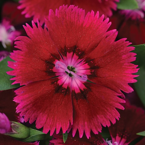 semena-cvetov-gvozdika-floral-
