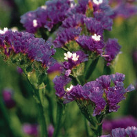 Кермек Квис Перпл (Qis Purple)
