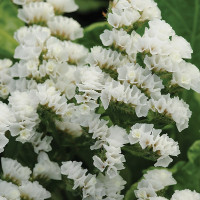Кермек Квис Вайт (Qis White)