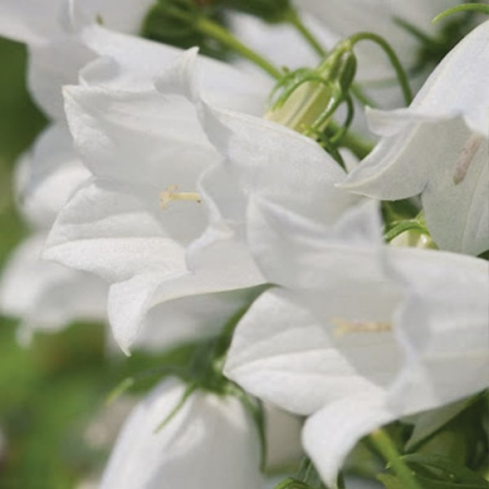 Фото Дзвіночки Алпайн Бріз Вайт (Alpine Breeze White), №1