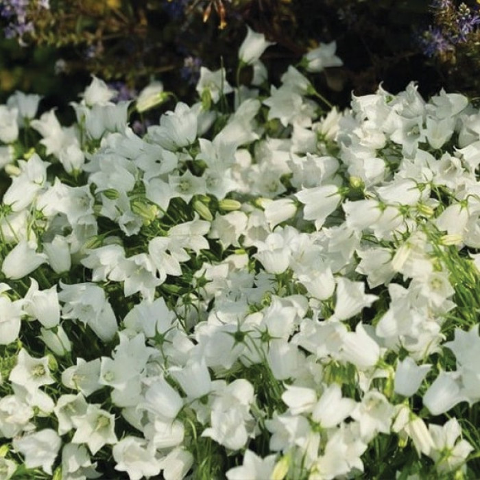 Фото Дзвіночки Алпайн Бріз Вайт (Alpine Breeze White), №2