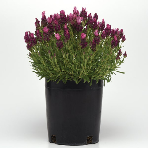 Лаванда Бандера Дип Роуз (Bandera Deep Rose) семена купить в Украине ...