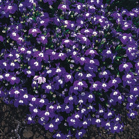 Лобелия Палас Блю виз Ай ( Palace Blue with Eye)