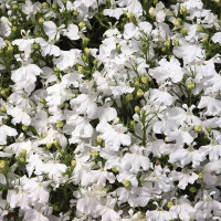 Лобелія Палас Вайт ( Palace White)