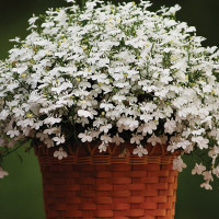 Лобелия Регатта F1 Вайт (Regatta F1 White)