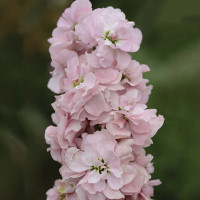 Матіола Колумн Епплблоссом (Column Appleblossom)