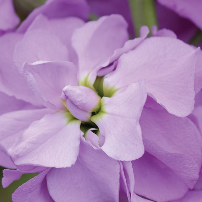 Фото Матиола Колумн Лилак Лавандер (Column Lilac Lavender), №1