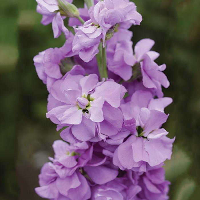 Фото Матіола Колумн Лілак Лавандер (Column Lilac Lavender)