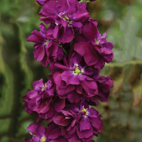 Матиола Колумн Перпл Харт (Column Purple Heart)