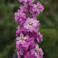 Матіола Колумн Роуз Пінк (Column Rose Pink)