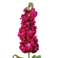 Матиола Колумн Руби (Column Ruby)