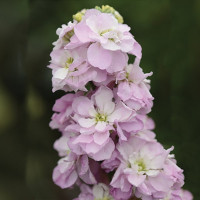 Матиола Колумн Свитхарт Пинк (Column Sweetheart Pink)