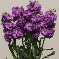 Матіола Кац Блю (Katz Blue)